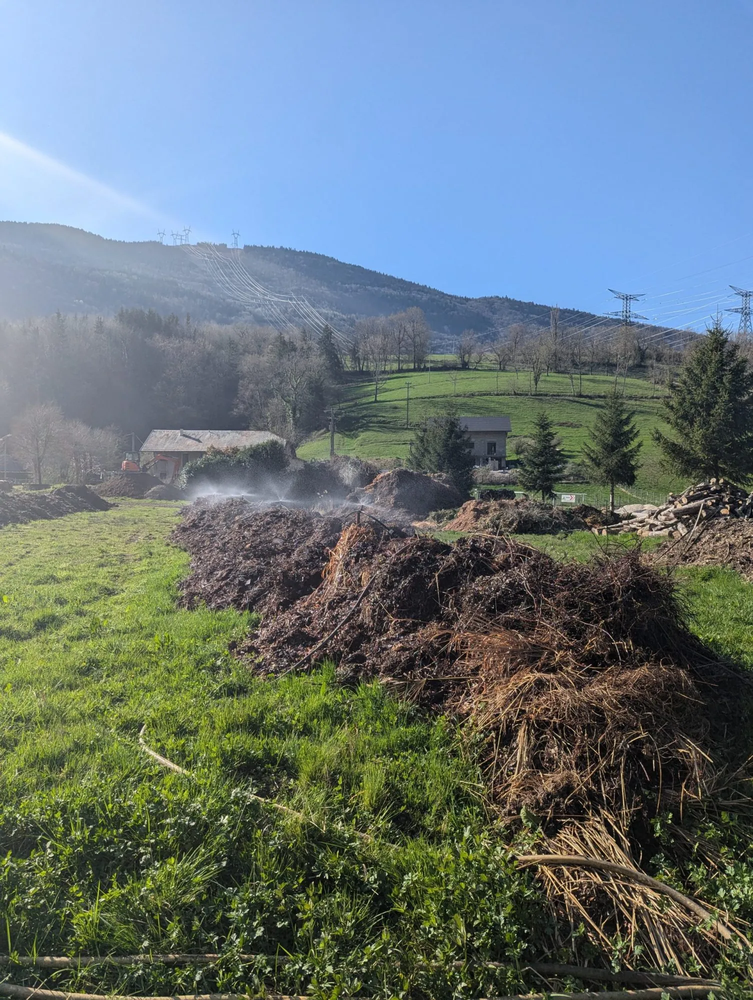 Image for Que deviennent les sapins après les fêtes ?